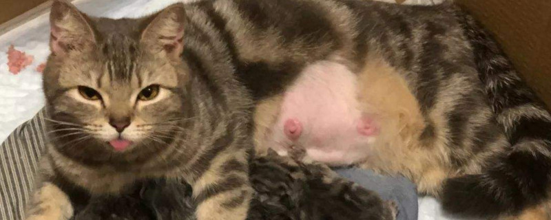 猫被打哭了怎么办