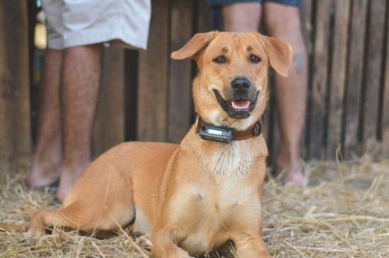 诊断狗狂犬六个标准