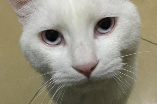 猫能吃鸡心吗
