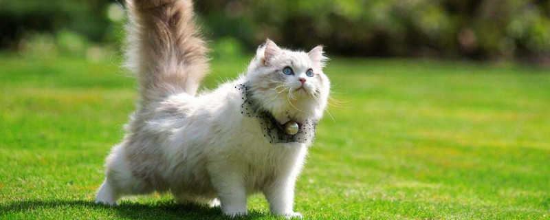 价格在一万左右的猫，什么猫一万以上