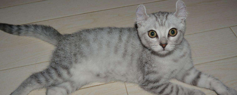 卷耳猫是什么品种