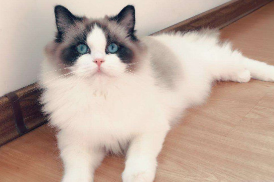 猫多久打一次疫苗