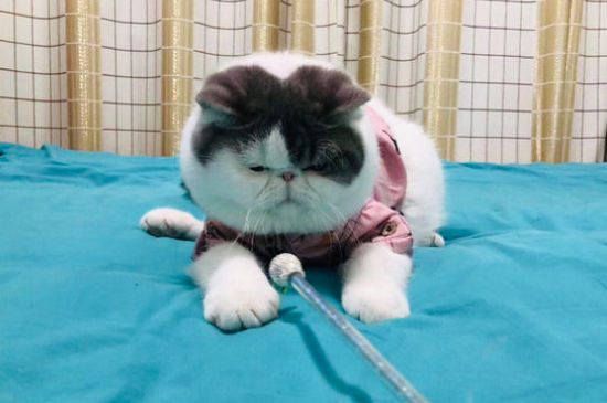 加菲猫只认一个主人吗
