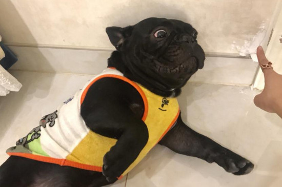 狗狗肺炎晚期注意事项