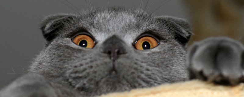 猫咪肚子肠鸣响