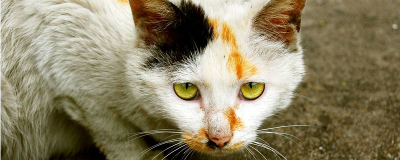 猫咪吐白沫精神正常