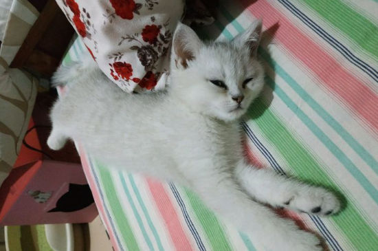 宠物猫可以洗澡吗