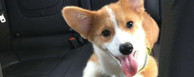 什么小型犬好养又聪明