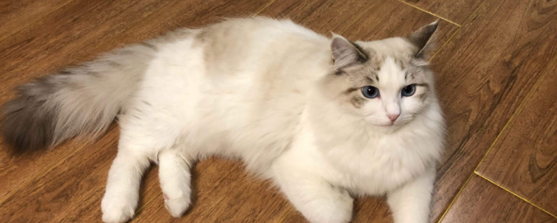 什么是流星布偶猫