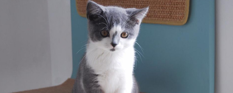 宠物猫为什么不能喝牛奶