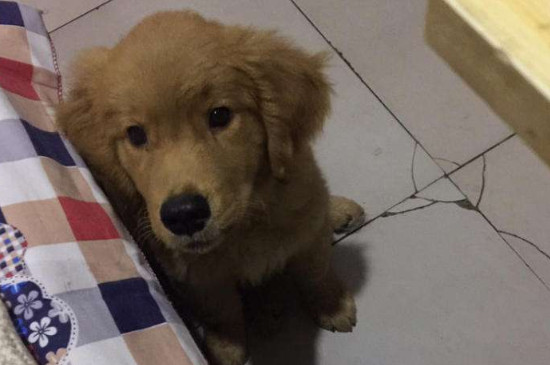 幼犬几个月可以打狂犬