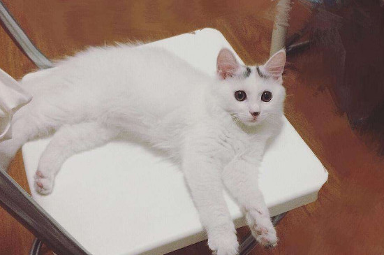 猫挑食吃什么能胖