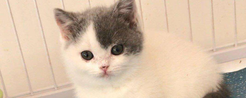 矮脚猫有缺陷吗