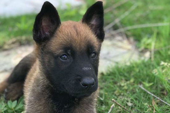 马犬标准身高体重表