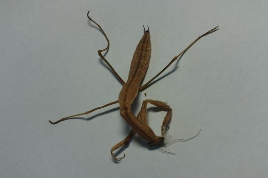 螳螂蜕皮腿弯了怎么救
