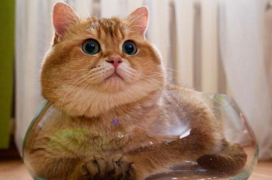 主人不在家猫在做什么