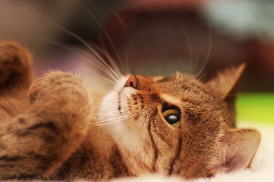 猫蛔虫会传染给人吗