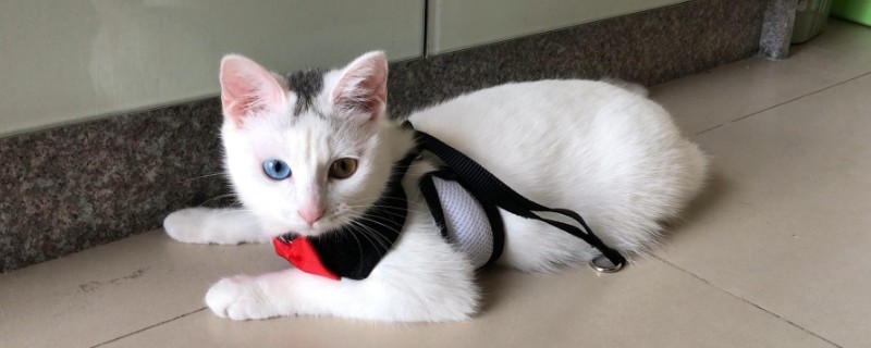 被传染猫藓怎么办