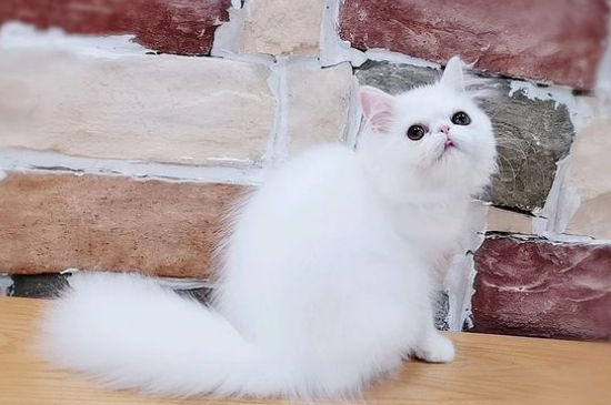 加菲猫怀孕多久生产