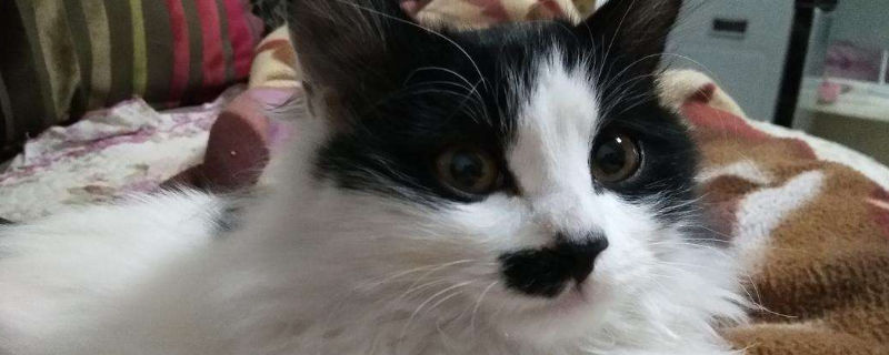 猫怀孕掉毛严重怎么办