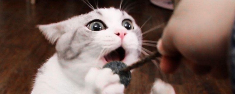 为什么主人一走猫就叫
