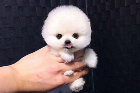 茶杯博美犬的坏处