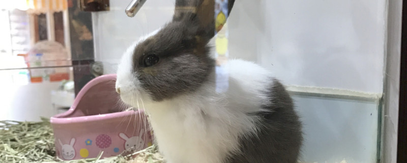 兔子多久会忘了主人