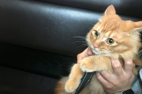 猫总吐怎么回事