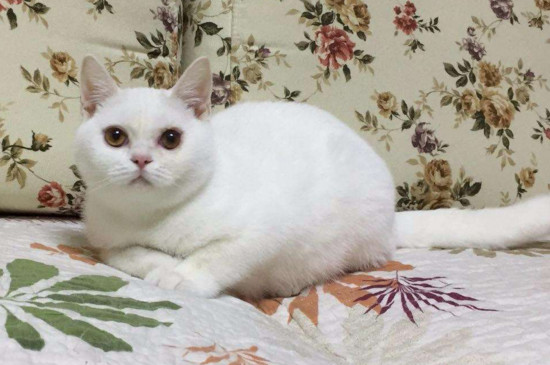 两个月小猫可以吃肉吗