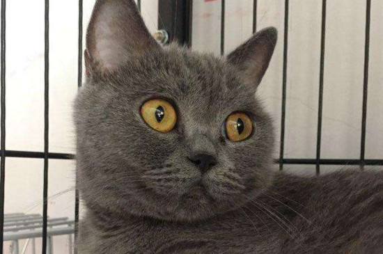 英短蓝猫多少钱一只，单血统一两千双血统价格能上万