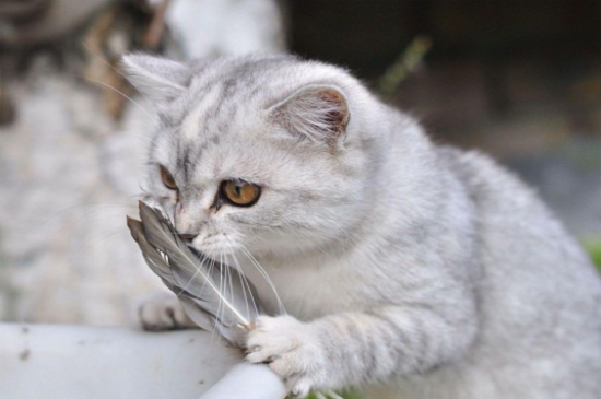猫咪吐猫粮但精神很好