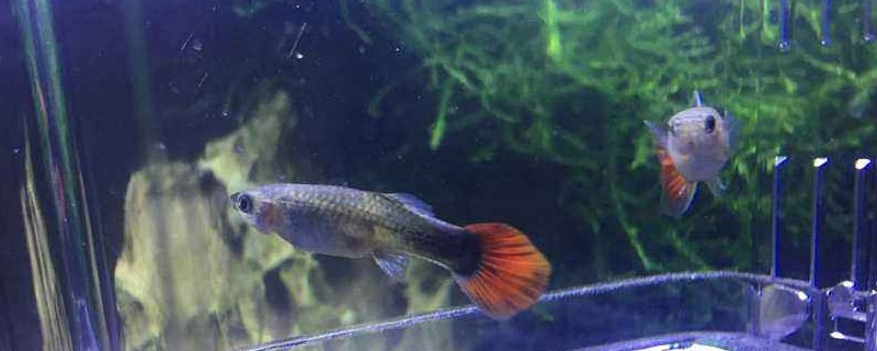 孔雀鱼宝宝多久能长大