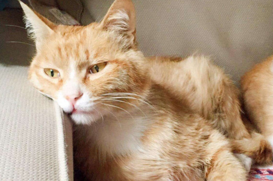 单独养的猫会的传腹吗