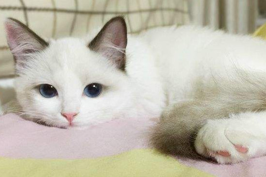 三个月的猫能打疫苗吗