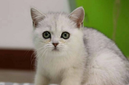 母猫生小猫间隔多久