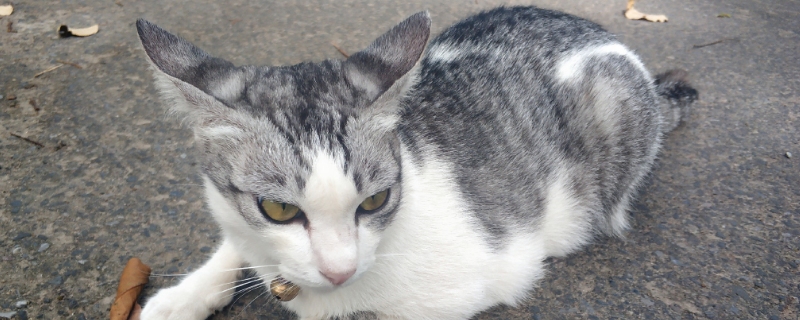 猫咪头上鼓个包凸起