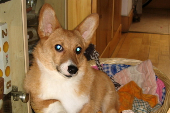 柯基犬适合家里养吗