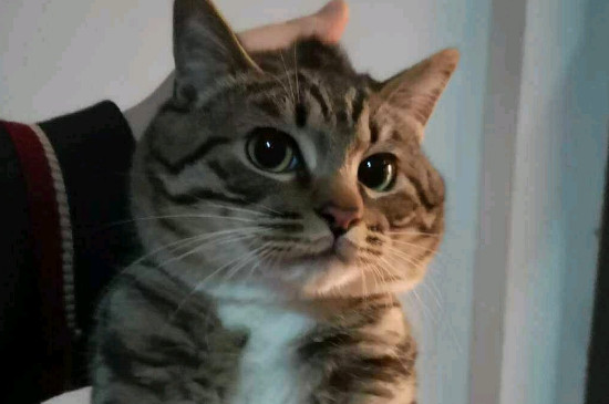 猫做完绝育后吐了