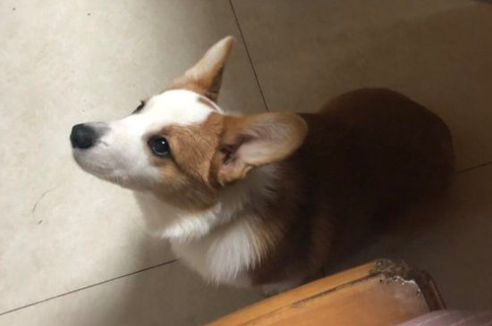 狗狗肚子很硬很胀