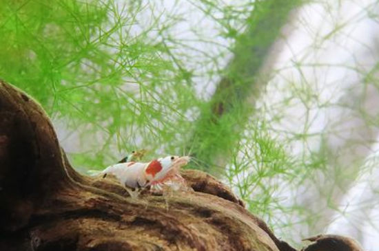 水晶虾和斑马鱼一起养可以么
