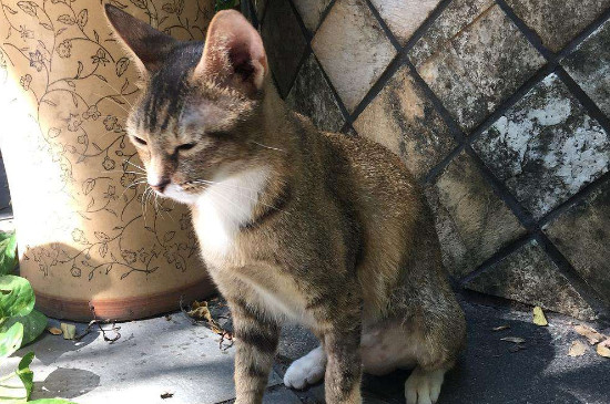 野猫突然粘人预示什么