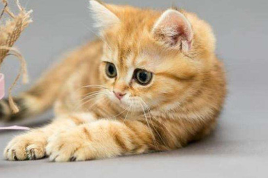 小猫很精神但是口臭怎么回事
