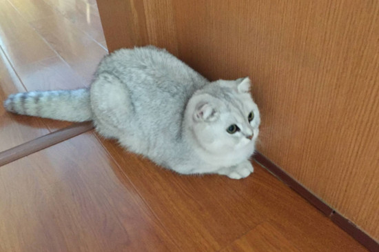 猫咪交配完为什么打滚