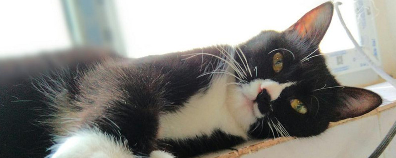 奶牛猫粘人吗