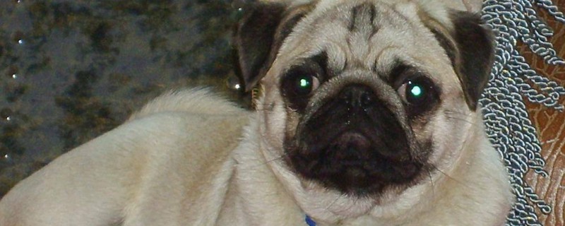 巴哥犬认主人表现