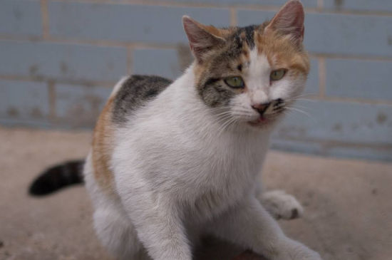 流浪猫会羡慕家猫吗