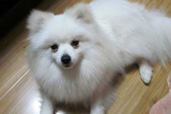 银狐犬好养吗，养银狐犬的注意事项
