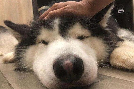 狗眼睛肿了怎么办