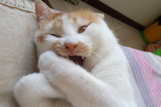 闹猫什么表现