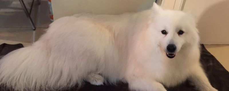 狗狗能用人哪种眼药水